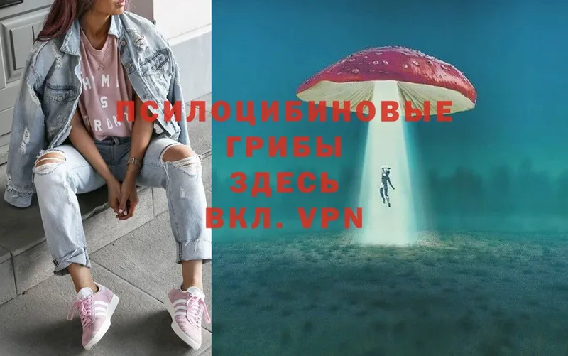 Псилоцибиновые грибы Cubensis  Сертолово 