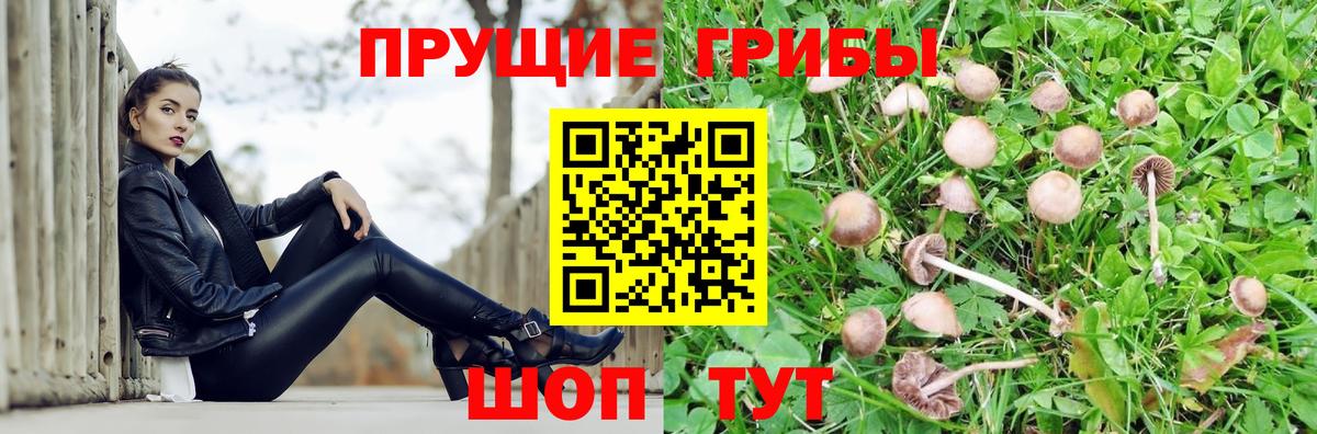 Псилоцибиновые грибы Psilocybine cubensis Сертолово